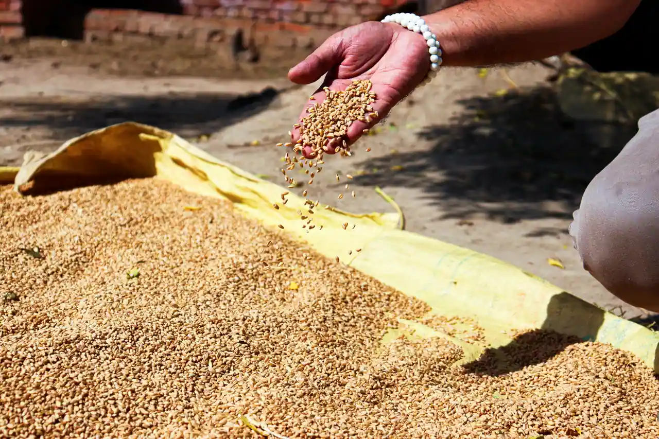 Une main verse des grains de blé doré sur un tas de céréales, évoquant le négoce des matières premières agricoles.