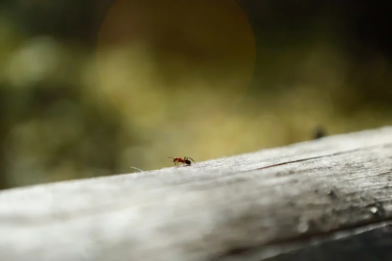 Communication biologique : comment le vivant échange des signaux
