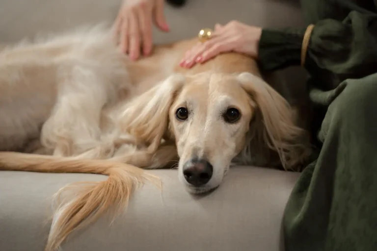 Formation en communication animale : ce qu&rsquo;elle couvre vraiment