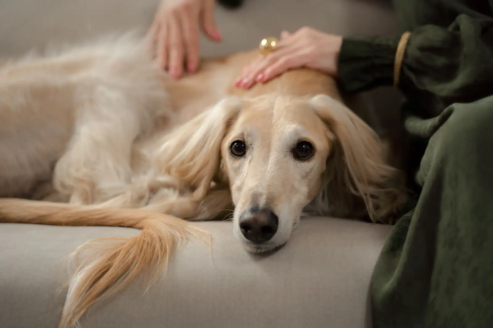 Chien allongé calmement sur un canapé, caressé avec douceur par une main posée sur son dos